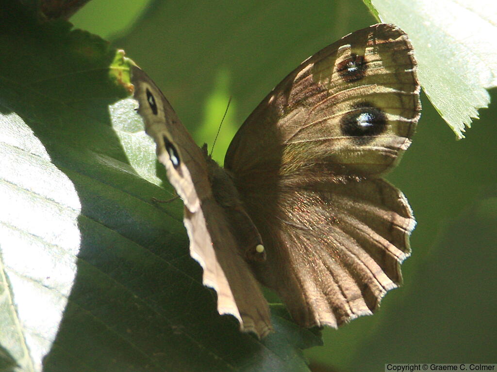 Common Wood-nymph (Cercyonis pegala) - Adult