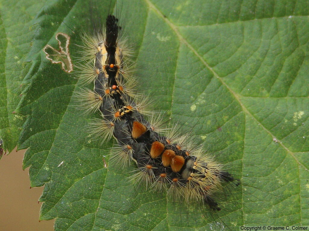 Orgyia antiqua - Caterpillar