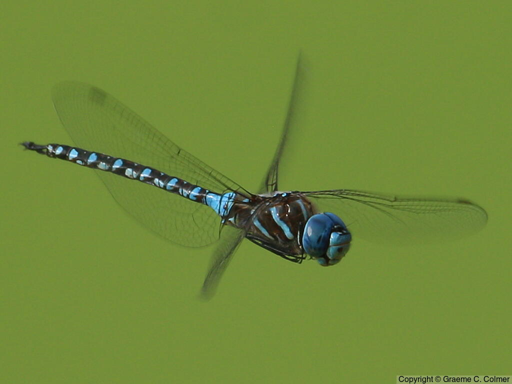 Blue-eyed Darner (Rhionaeschna multicolor) - Adult