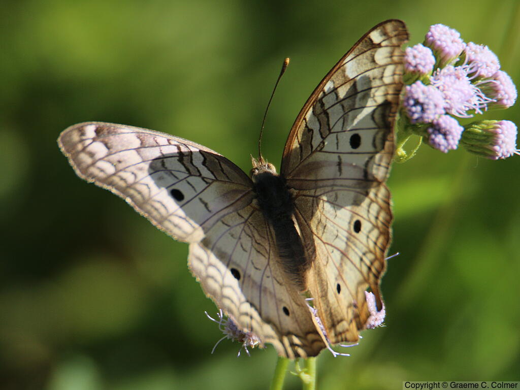 White Peacock (Anartia jatrophae) - Adult