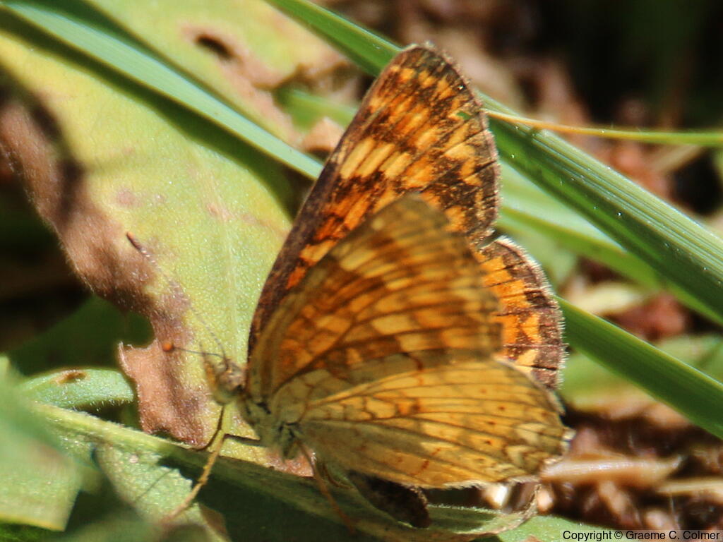 California Crescent (Phyciodes orseis) - Adult