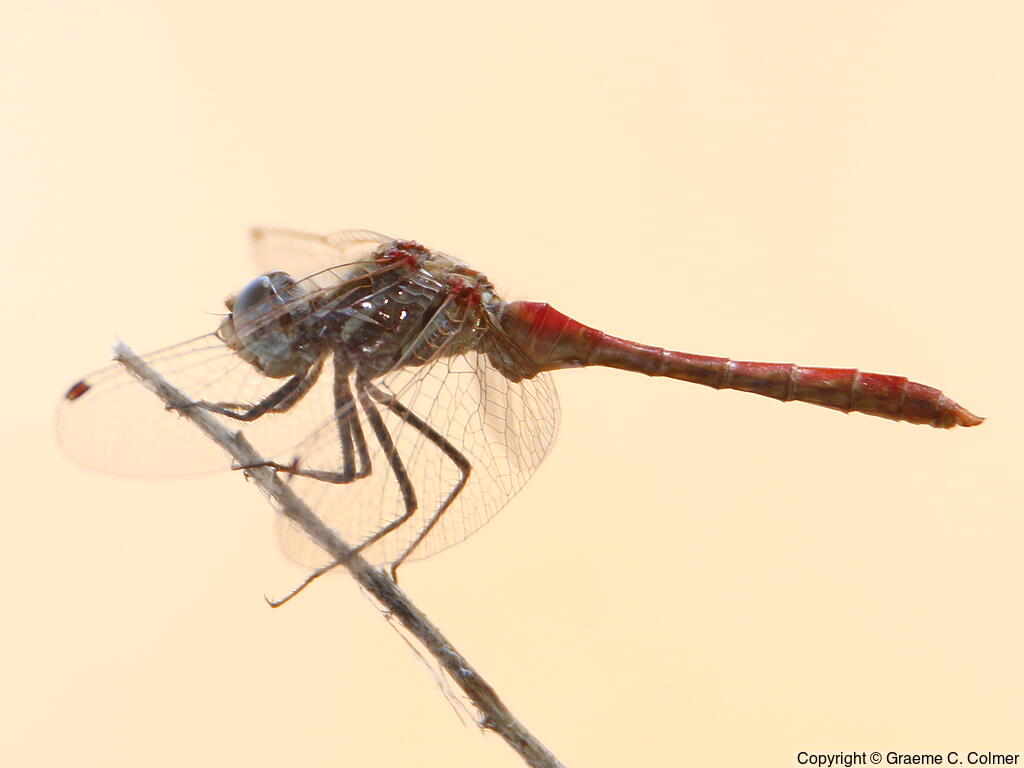Blue-faced Meadowhawk (Sympetrum ambiguum) - Adult