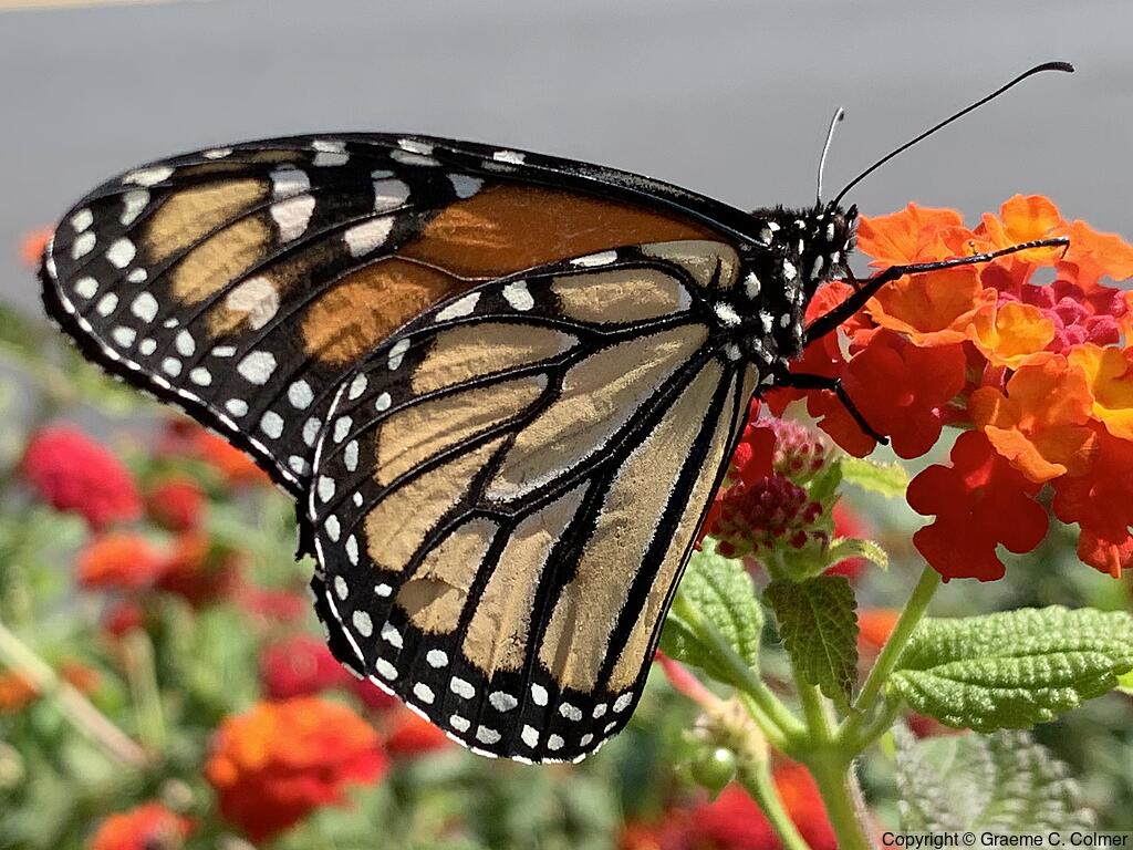 Monarch (Danaus plexippus) - Adult