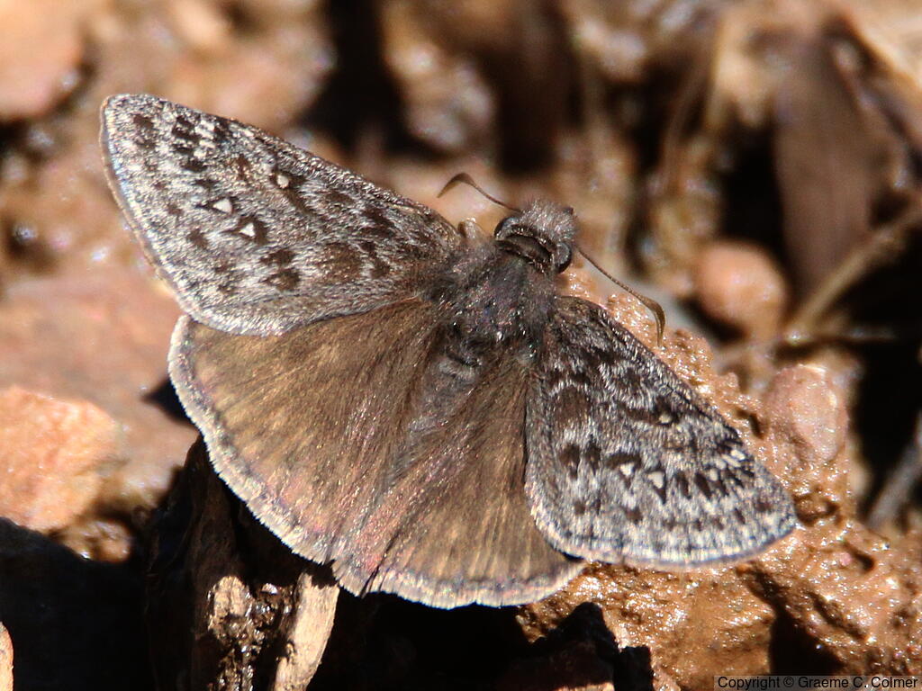 Propertius Duskywing (Erynnis propertius) - Adult