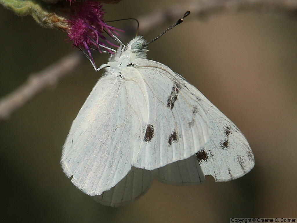 Checkered White (Pontia protodice) - Adult