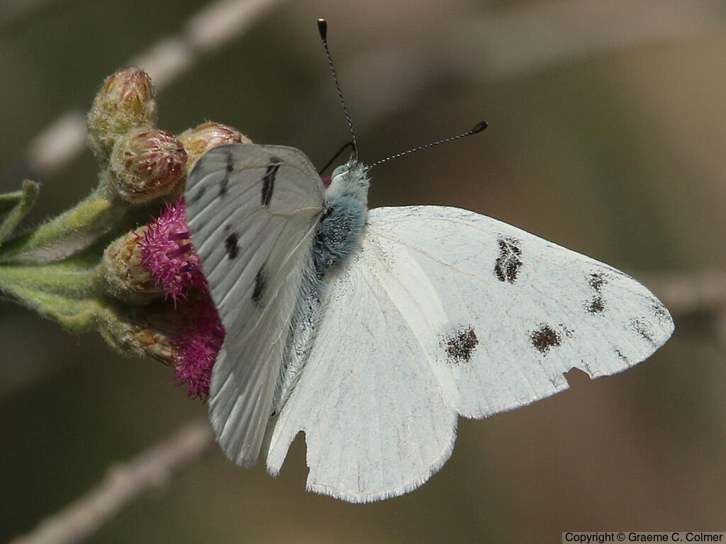 Checkered White (Pontia protodice) - Adult