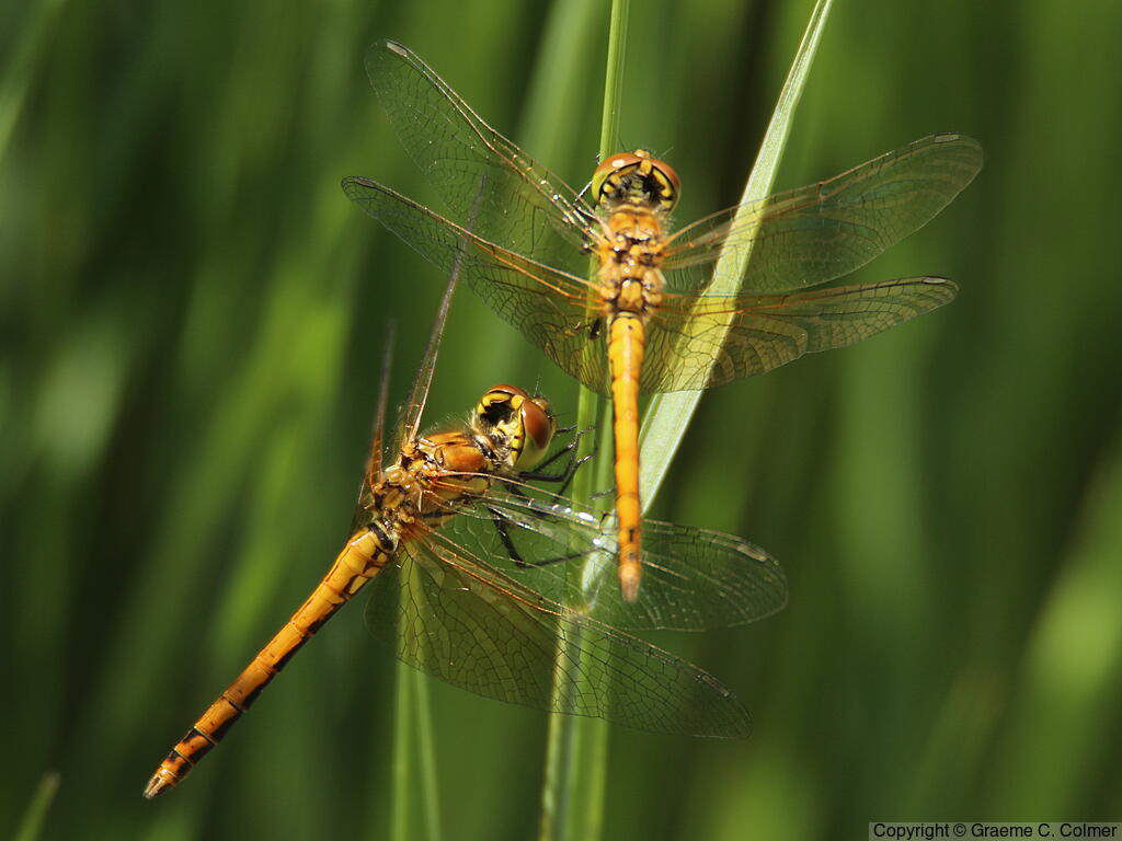 Western Meadowhawk (Sympetrum occidentale) - Adults