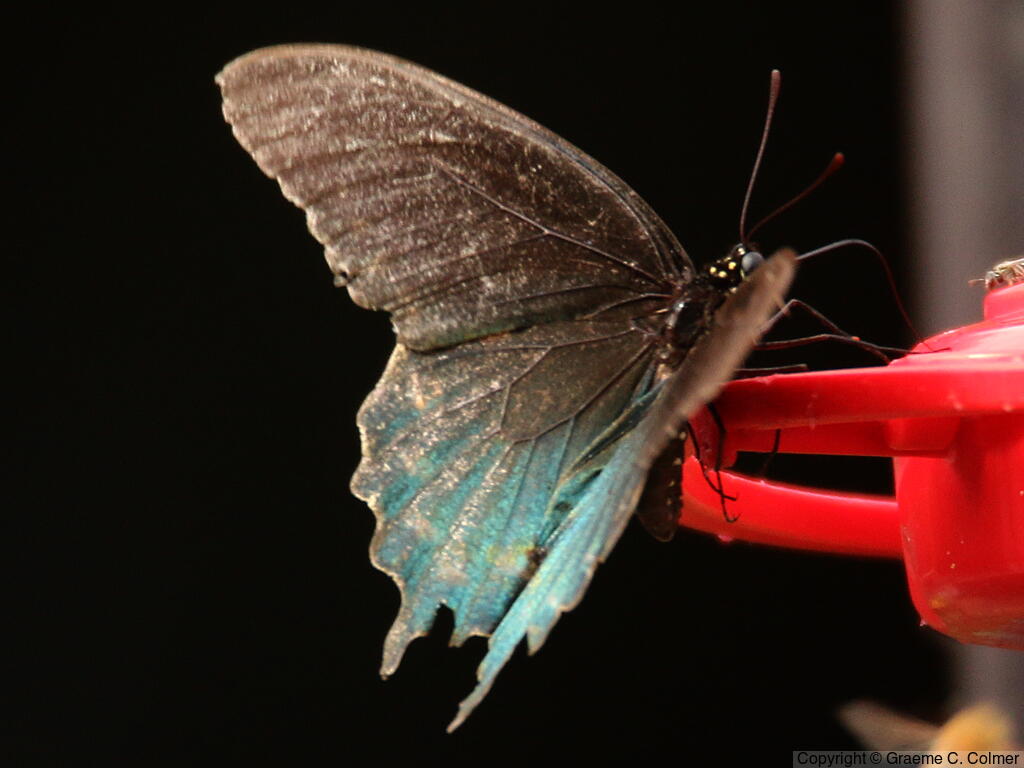 Pipevine Swallowtail (Battus philenor) - Adult