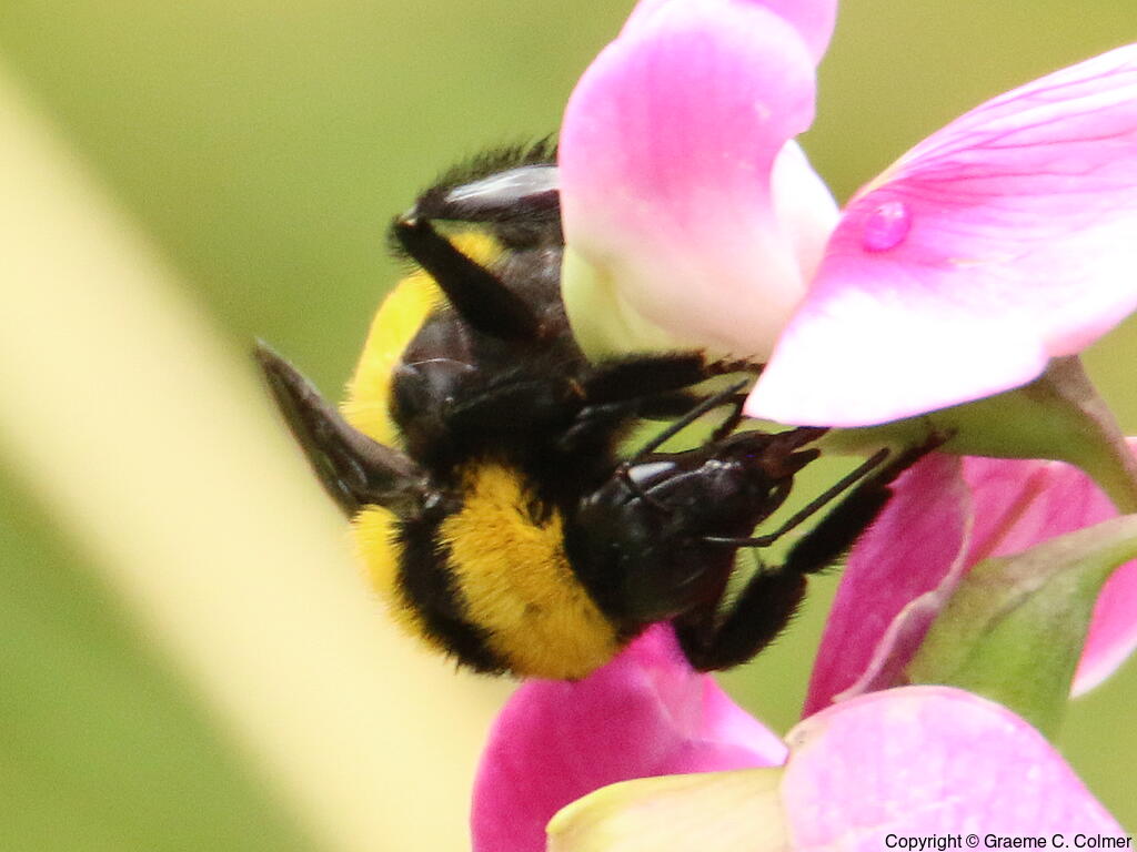 Sonoran Bumble Bee (Bombus sonorus) - Adult