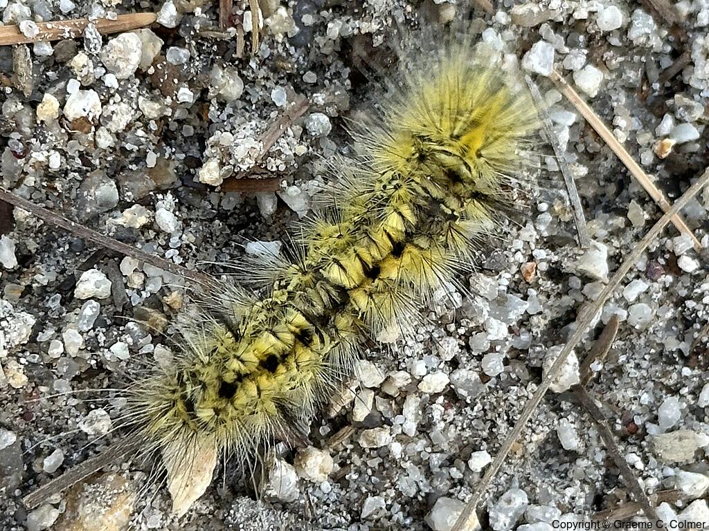 Silverspotted Tiger Moth (Lophocampa argentata) - Caterpillar