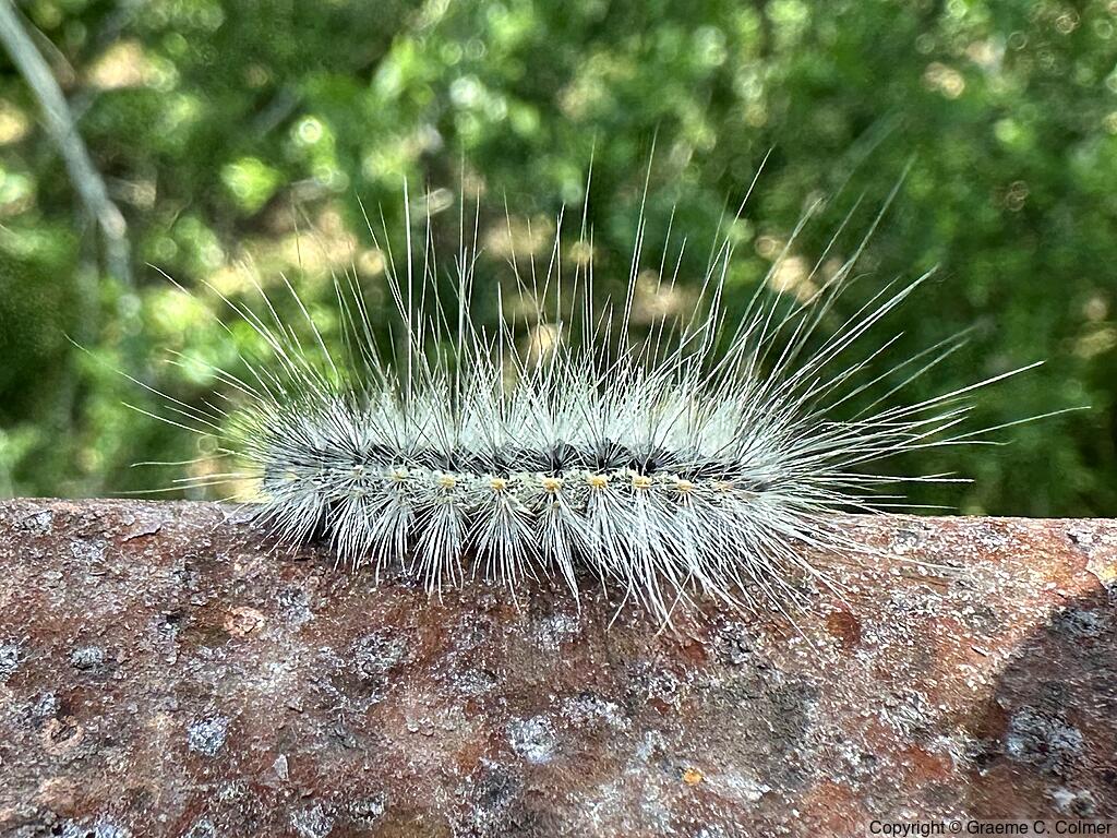 Fall Webworm (Hyphantria cunea) - Caterpillar
