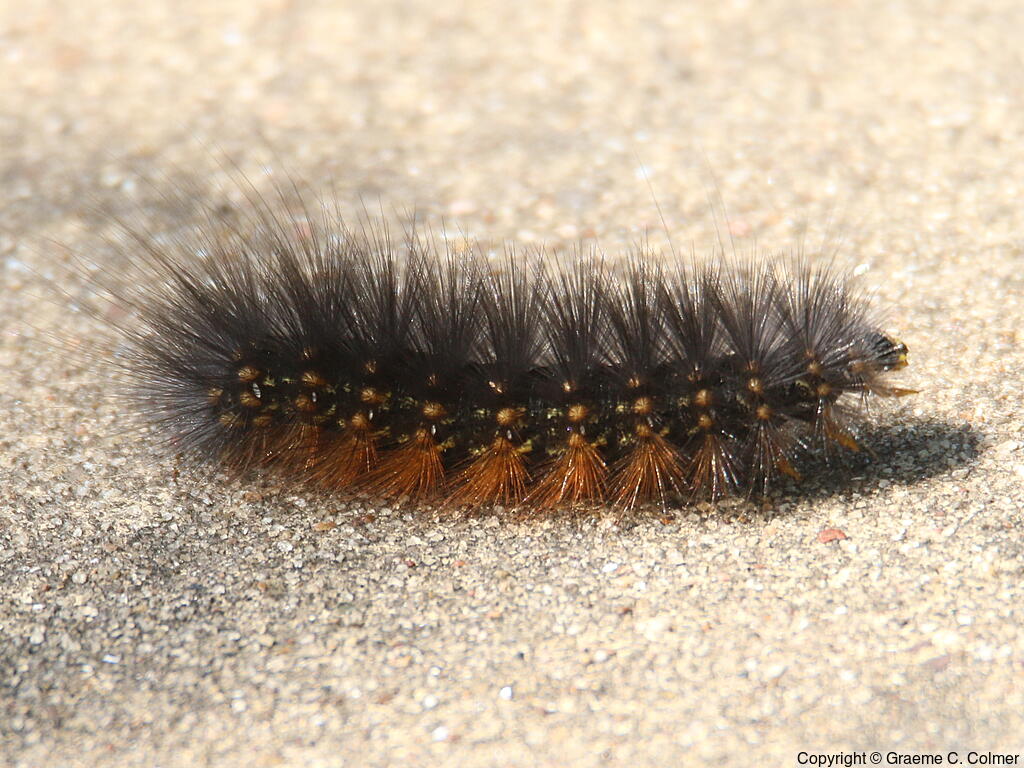 Saltmarsh Caterpillar (Estigmene acrea) - Caterpillar