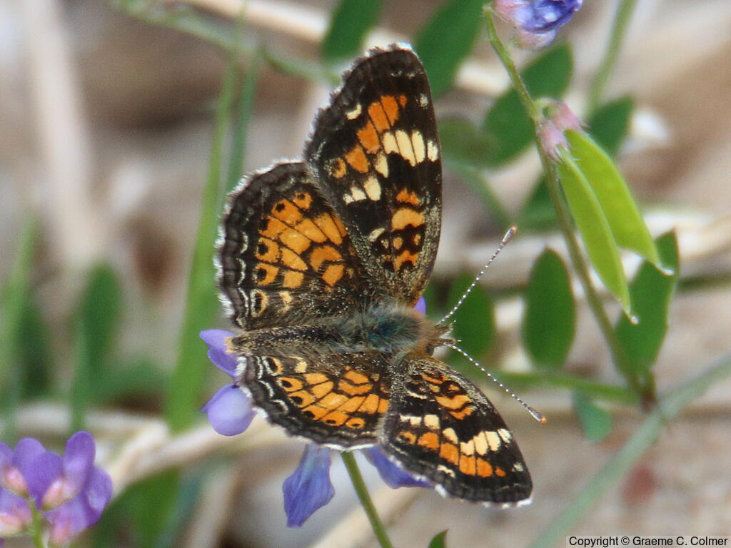 Phaon Crescent (Phyciodes phaon) - Adult