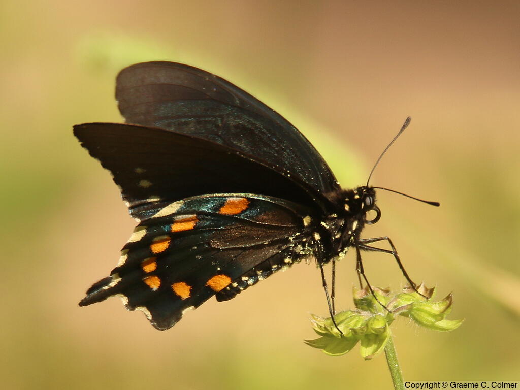 Pipevine Swallowtail (Battus philenor) - Adult