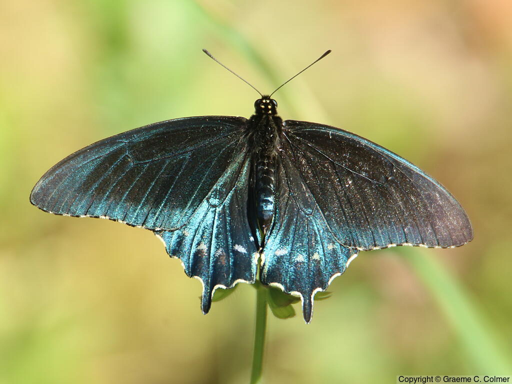 Pipevine Swallowtail (Battus philenor) - Upperside