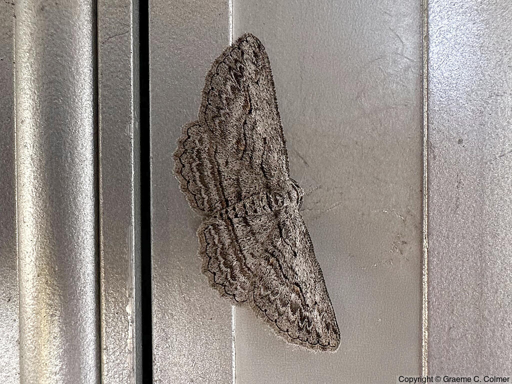 Cranberry Spanworm (Anavitrinella pampinaria) - Adult