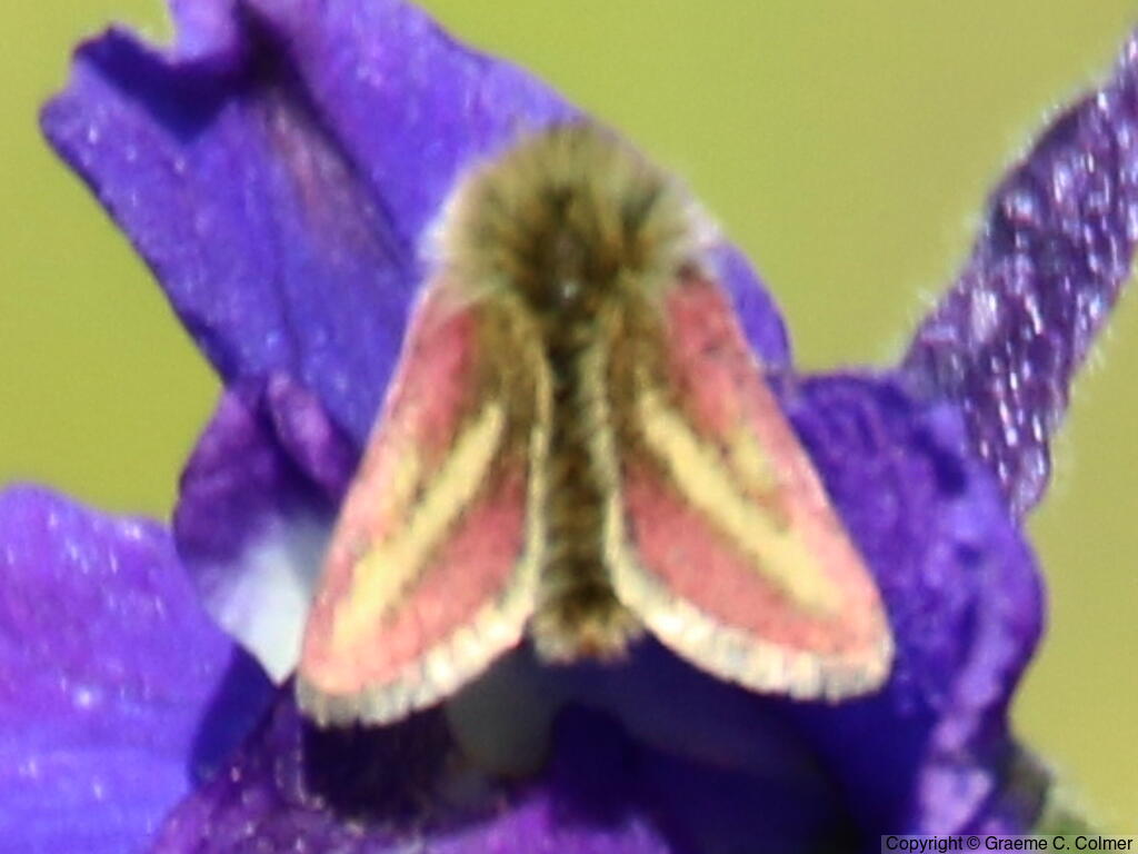 Schinia pulchripennis - Adult