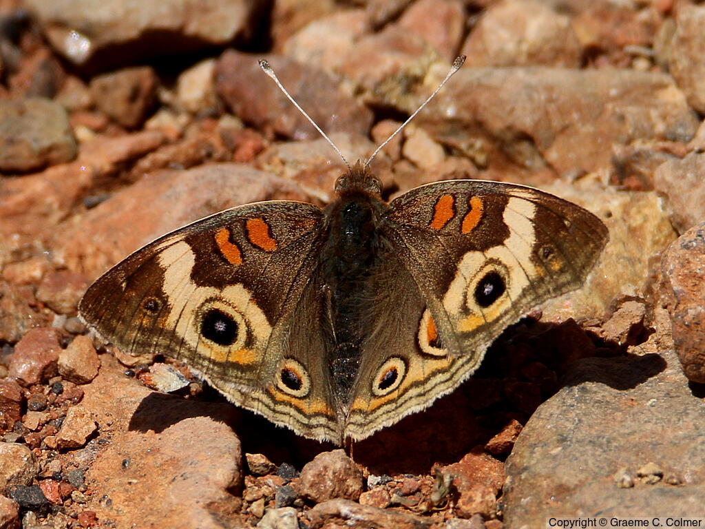 Gray Buckeye (Junonia grisea) - Adult