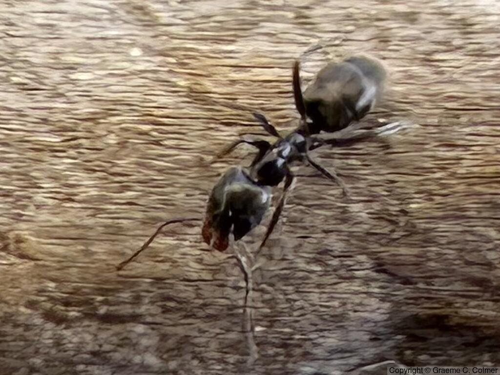 Pine Tree Ant (Liometopum luctuosum) - Adult