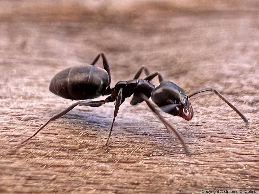 Pine Tree Ant (Liometopum luctuosum) - Adult