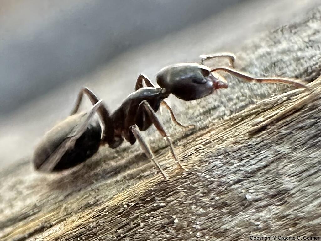 Pine Tree Ant (Liometopum luctuosum) - Adult
