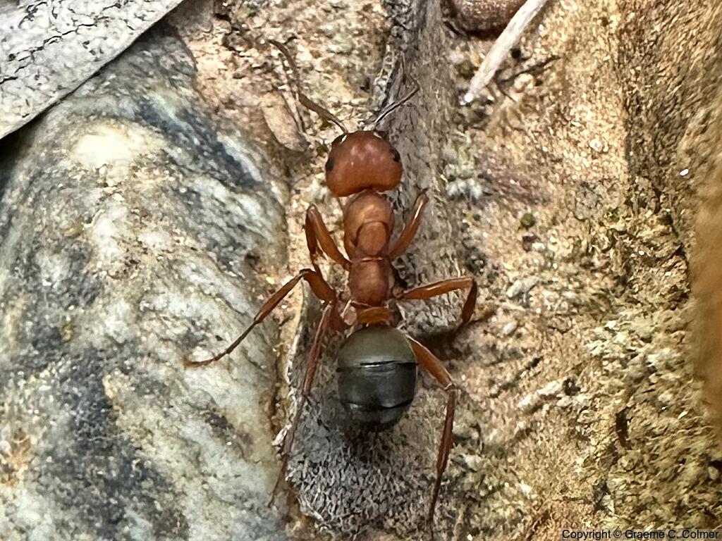 Formica moki - Adult