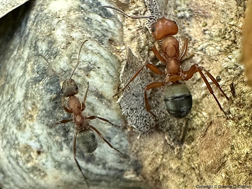 Formica moki - Liometopum occidentale (L) Formica moki (R)