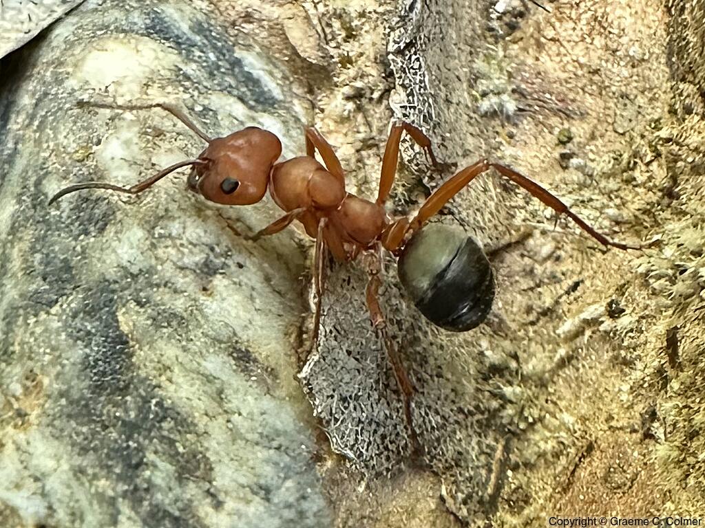 Formica moki - Adult