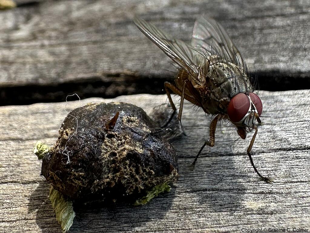 House Fly (Musca domestica) - Adult