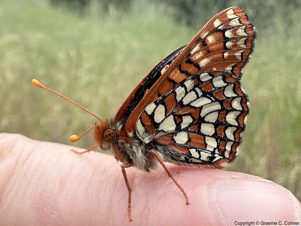 Variable Checkerspot (Euphydryas chalcedona) - Adult