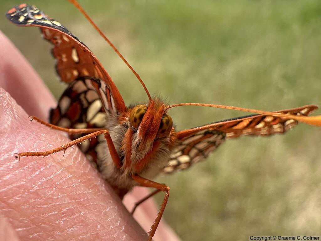 Variable Checkerspot (Euphydryas chalcedona) - Adult