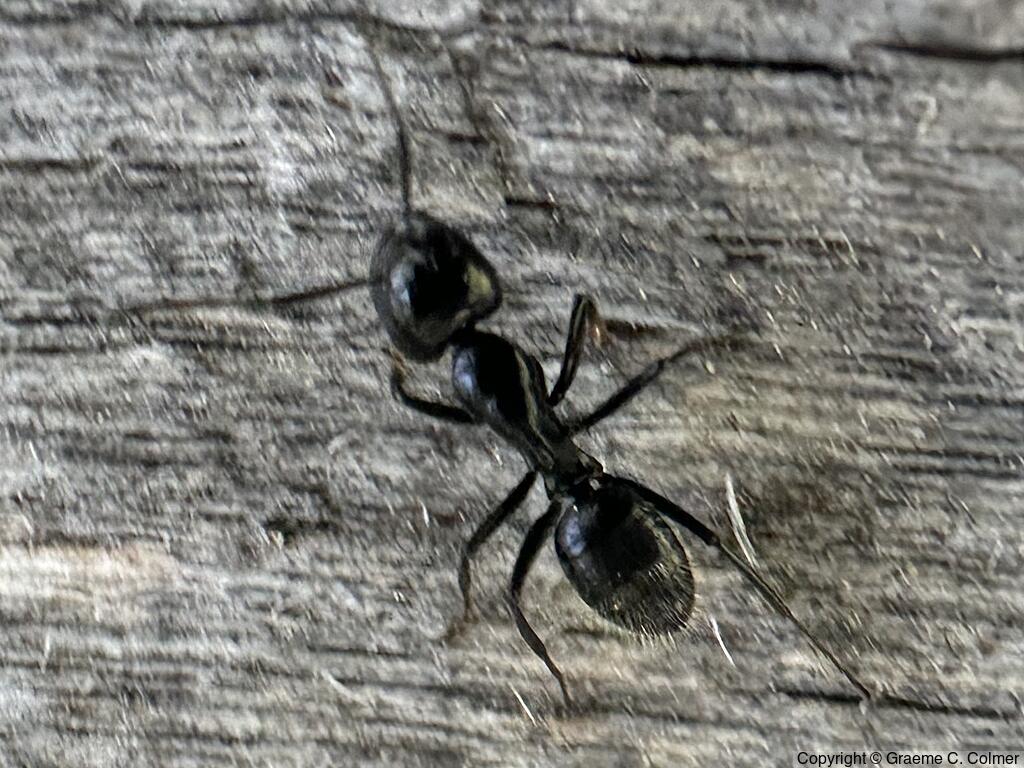 Hairy Smooth Carpenter Ant (Camponotus laevigatus) - Adult