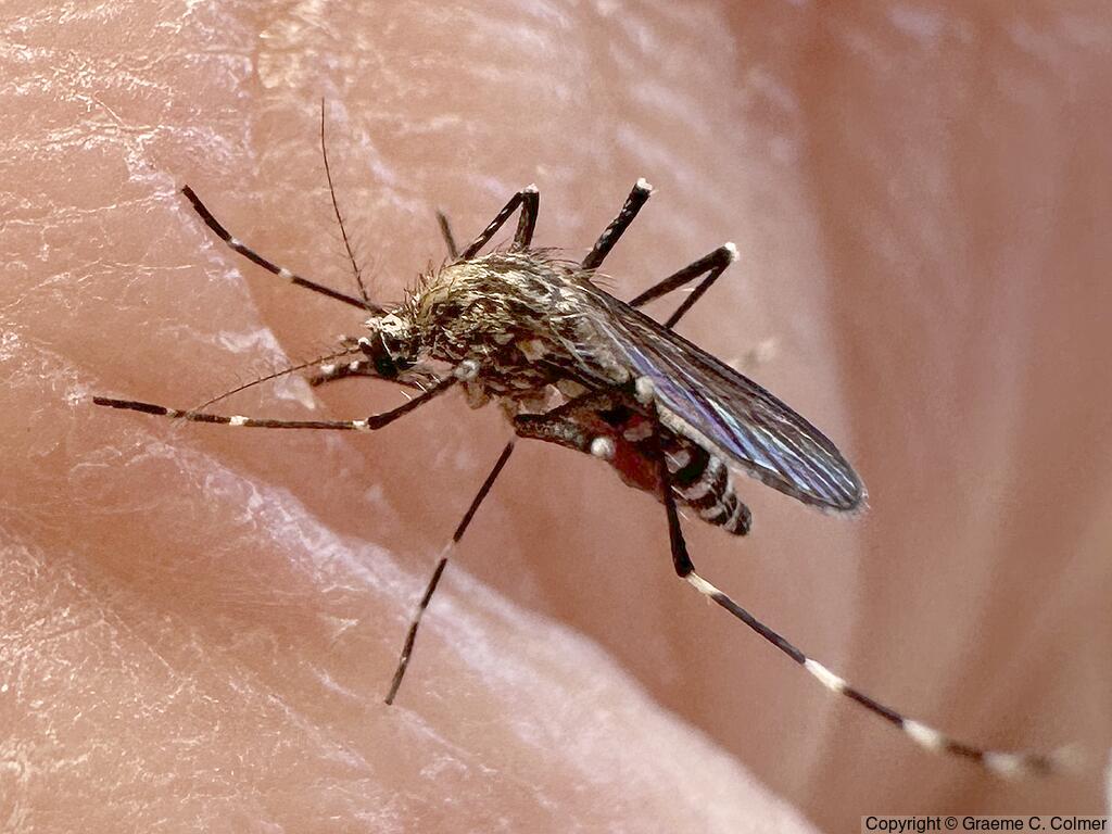Western Treehole Mosquito (Aedes sierrensis) - Adult