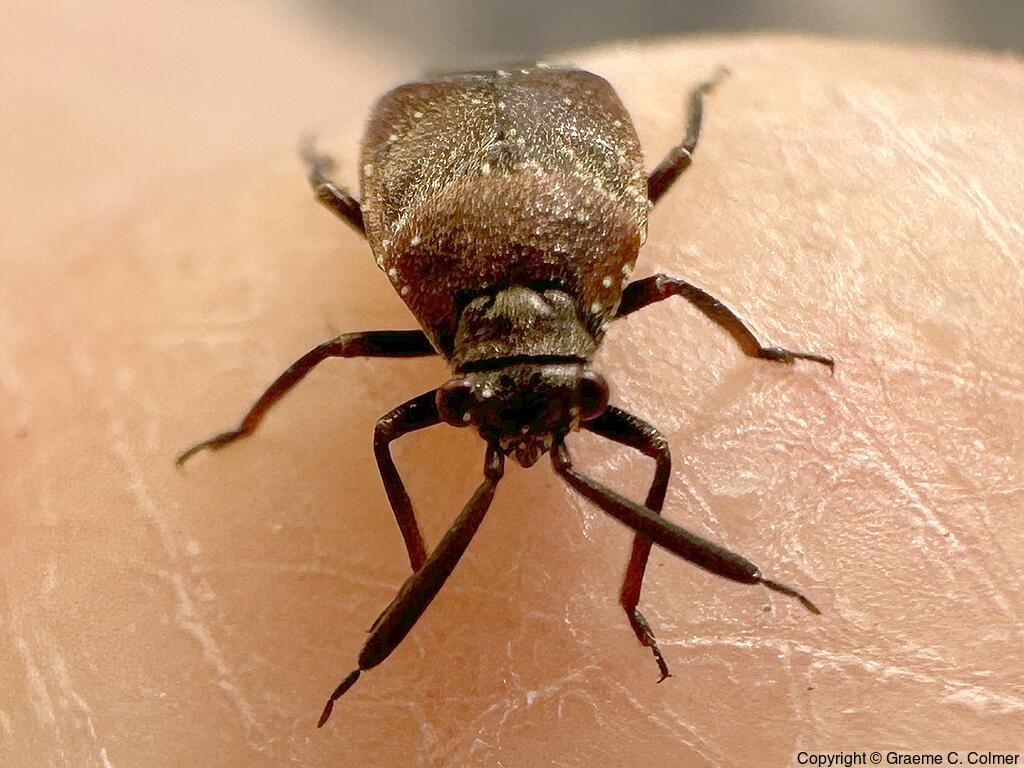 Small Milkweed Bug (Lygaeus kalmii) - Adult