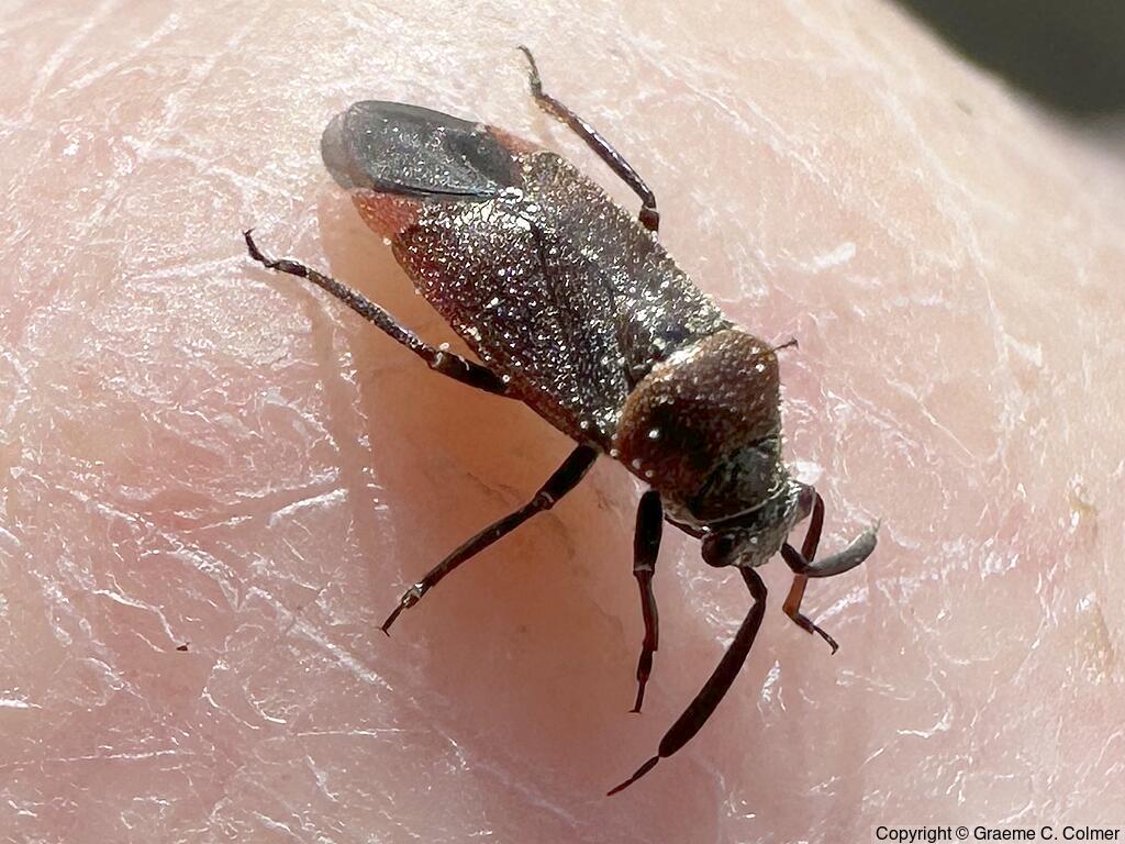 Small Milkweed Bug (Lygaeus kalmii) - Adult
