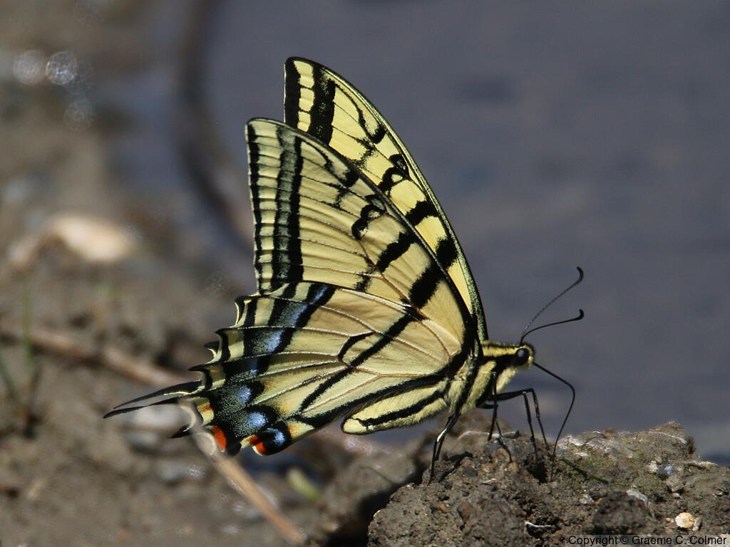Two-tailed Swallowtail (Papilio multicaudata) - Adult