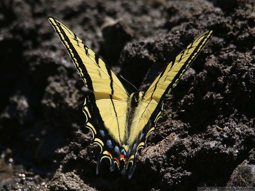 Two-tailed Swallowtail (Papilio multicaudata) - Adult