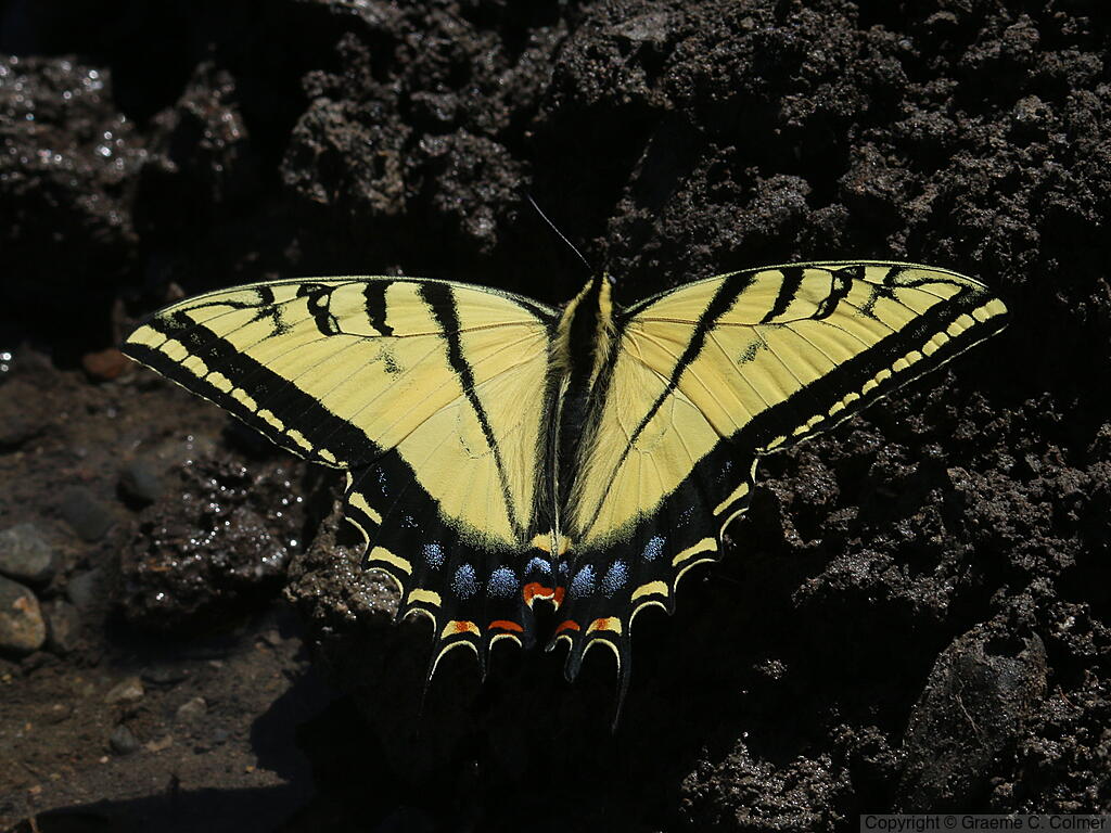 Two-tailed Swallowtail (Papilio multicaudata) - Adult