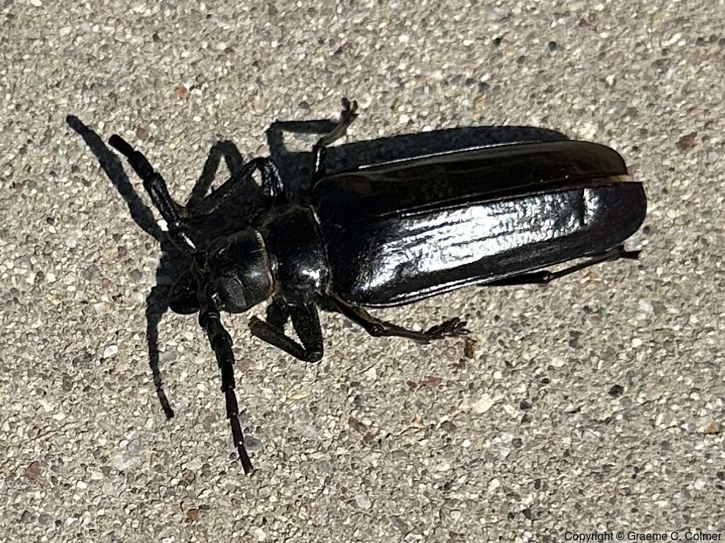 Palo Verde Root Borer (Derobrachus hovorei) - Adult