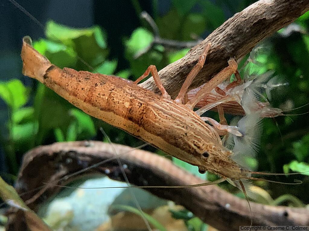 Atyopsis moluccensis - Adult
