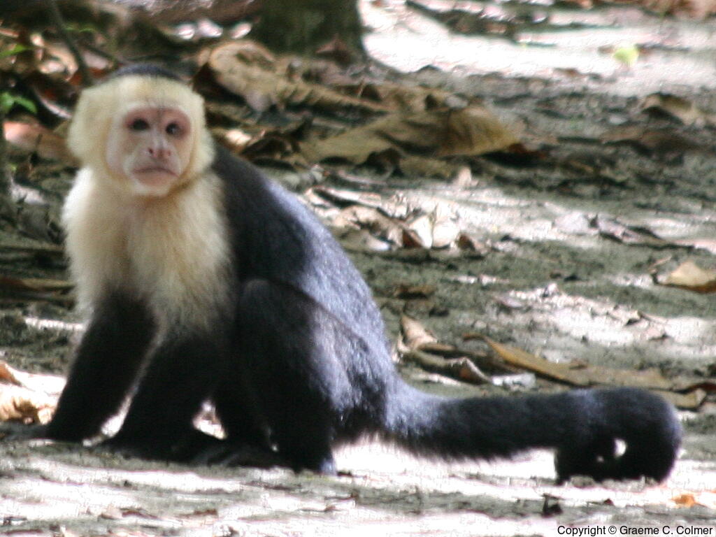 Panamanian White-faced Capuchin (Cebus imitator) - Adult