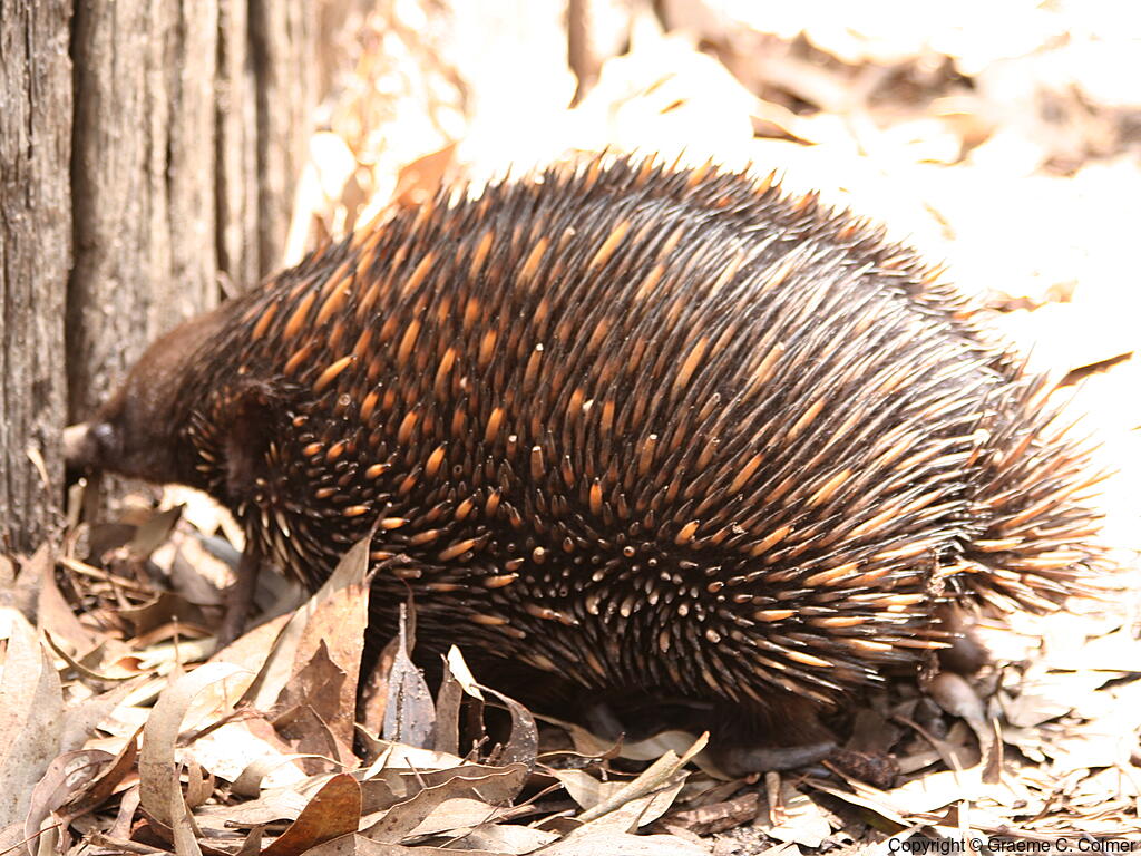 Short-beaked Echidna (Tachyglossus aculeatus) - Adult