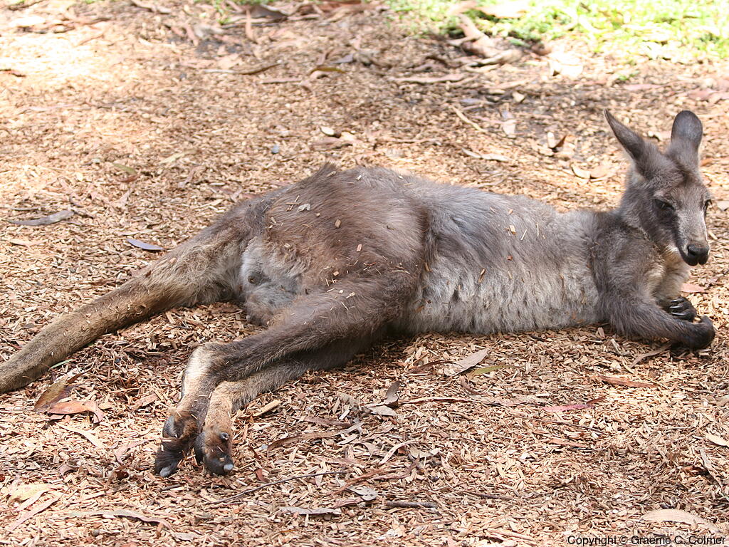 Eastern Grey Kangaroo (Macropus giganteus) - Adult female