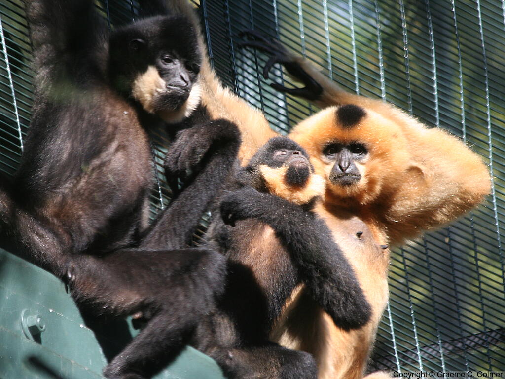 Buff-cheeked Gibbon (Nomascus gabriellae) - Males and female (R)