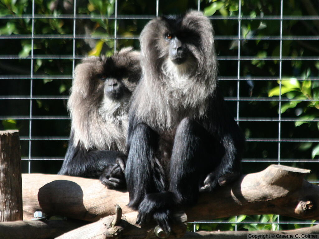 Lion-tailed Macaque (Macaca silenus) - Adults