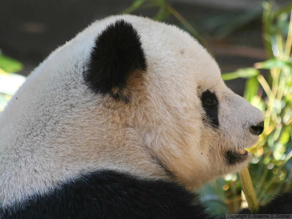 Great Panda (Ailuropoda melanoleuca) - Adult