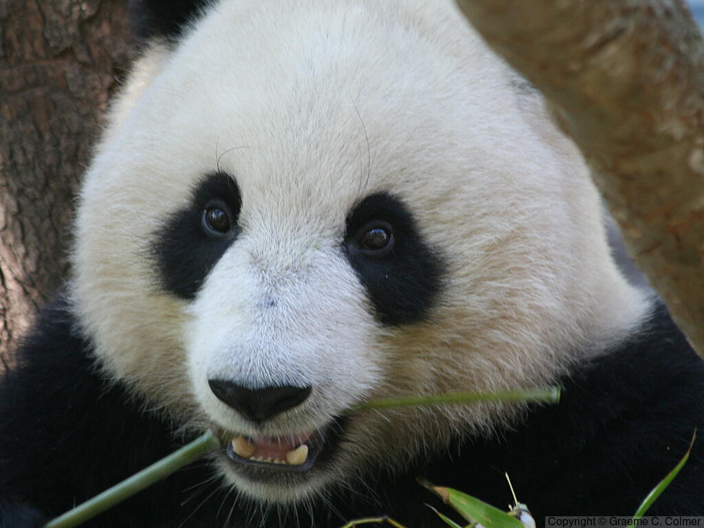 Great Panda (Ailuropoda melanoleuca) - Adult