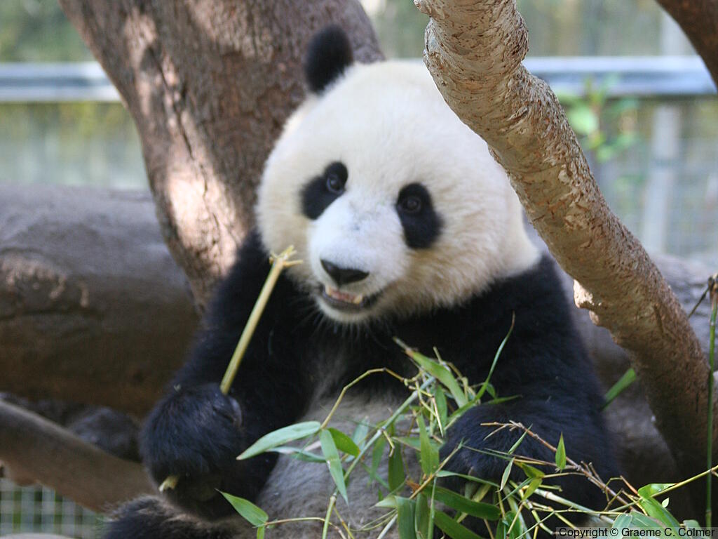 Great Panda (Ailuropoda melanoleuca) - Adult