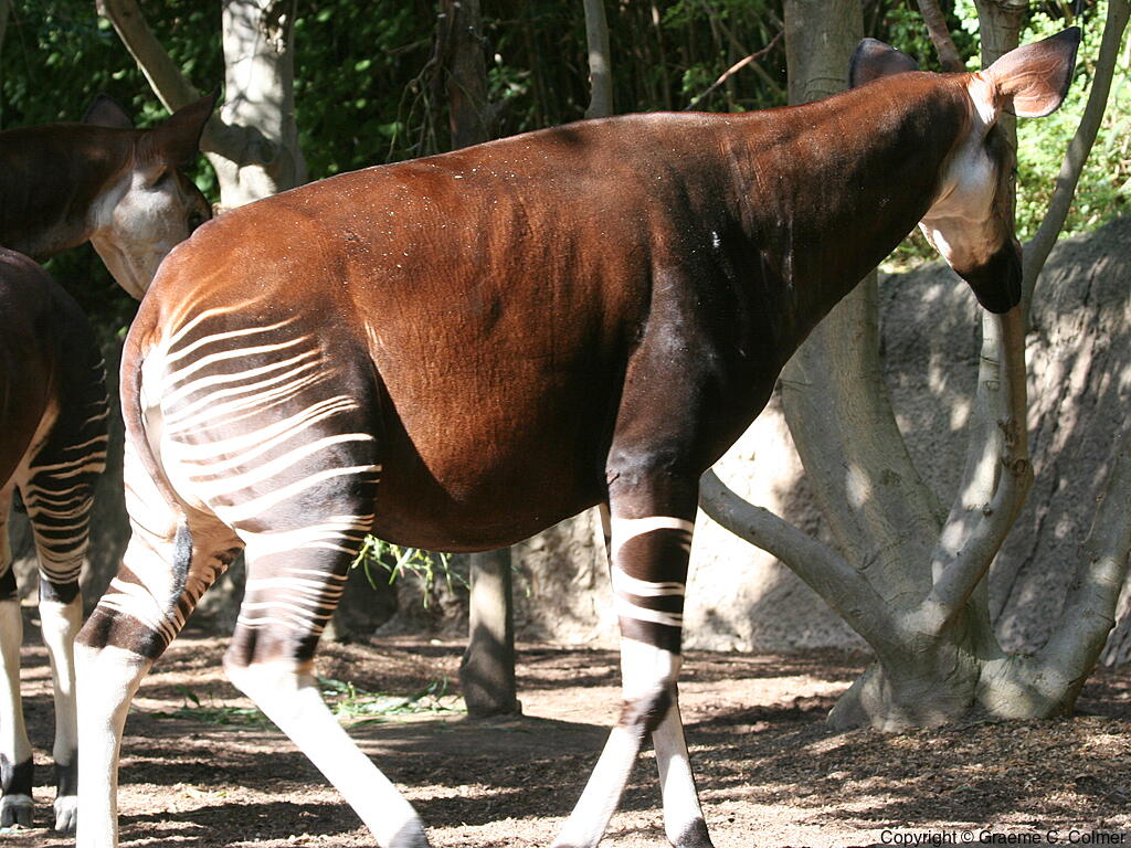 Okapi (Okapia johnstoni) - Adult