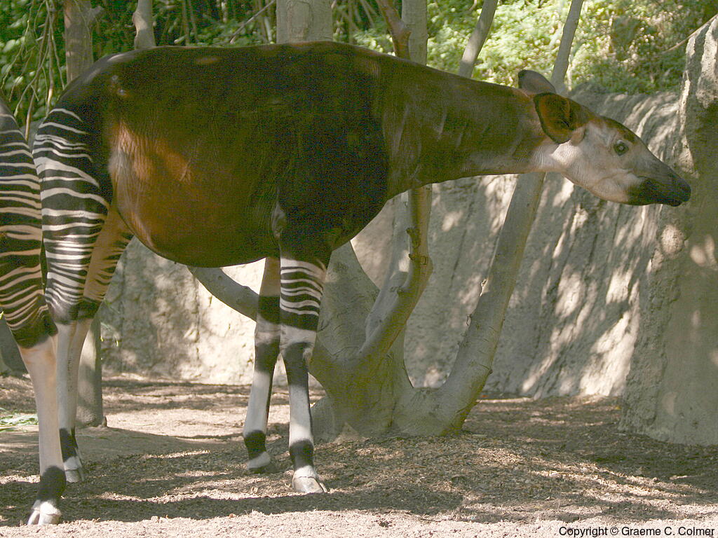 Okapi (Okapia johnstoni) - Adult
